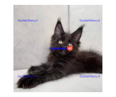 Schattige Maincoon-kittens