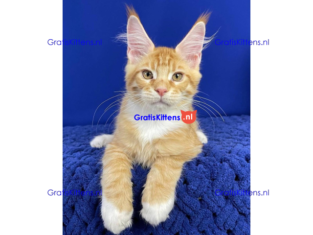 Schattige Maincoon-kittens