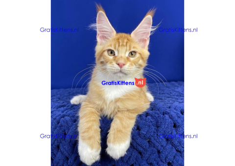 Schattige Maincoon-kittens