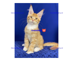 Schattige Maincoon-kittens