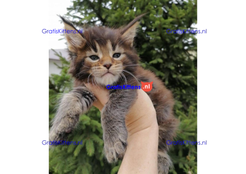 Schattige Maincoon-kittens