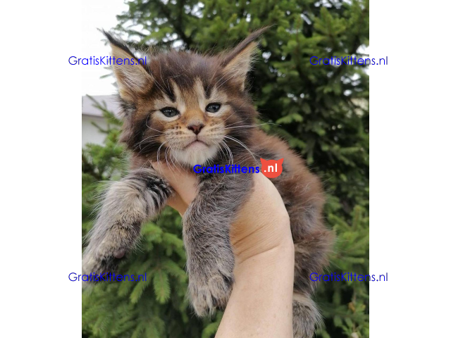 Schattige Maincoon-kittens
