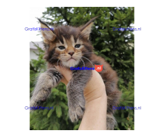 Schattige Maincoon-kittens