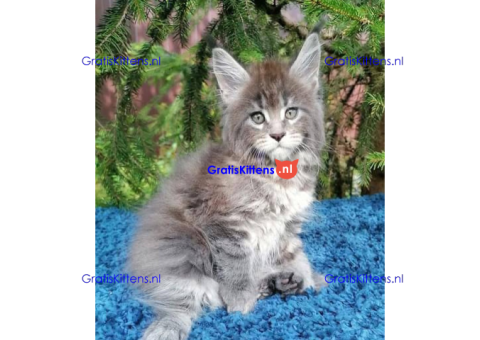 Schattige Maincoon-kittens