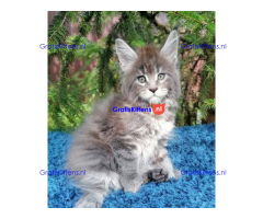 Schattige Maincoon-kittens