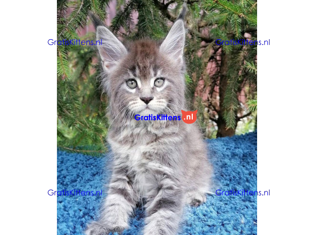 Schattige Maincoon-kittens