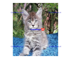 Schattige Maincoon-kittens