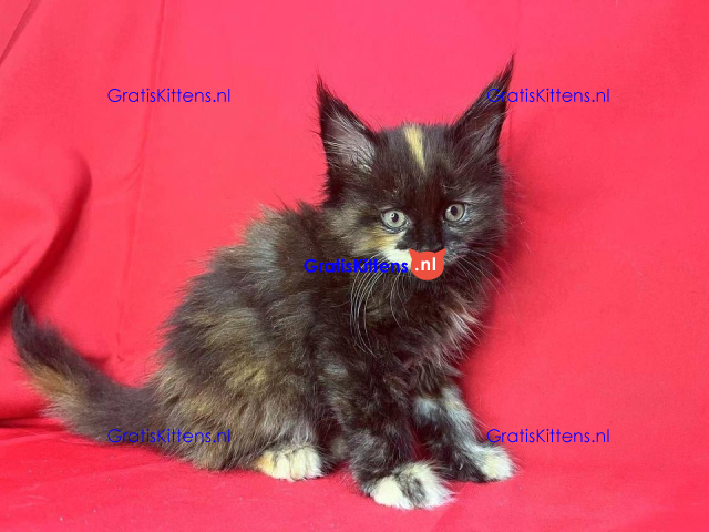 Schattige Maincoon-kittens