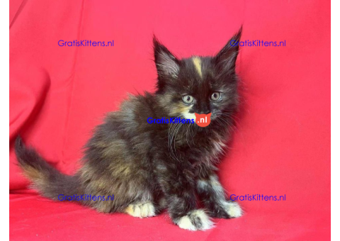 Schattige Maincoon-kittens