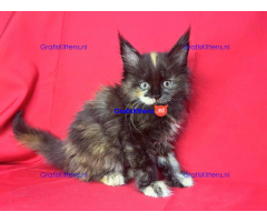 Schattige Maincoon-kittens