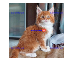 Schattige Maincoon-kittens