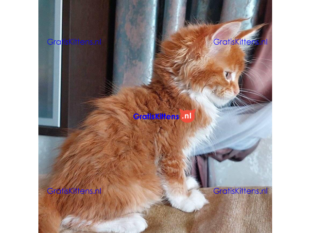 Schattige Maincoon-kittens