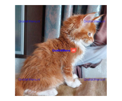 Schattige Maincoon-kittens