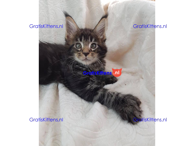 Schattige Maincoon-kittens