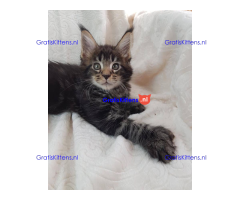 Schattige Maincoon-kittens