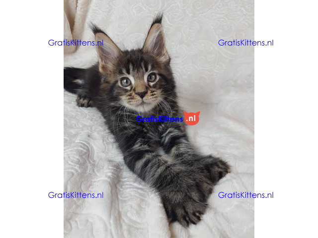 Schattige Maincoon-kittens