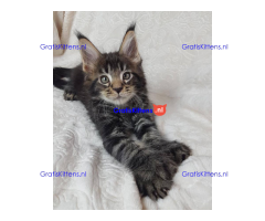 Schattige Maincoon-kittens