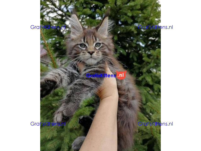 Schattige Maincoon-kittens