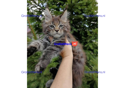 Schattige Maincoon-kittens