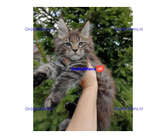 Schattige Maincoon-kittens