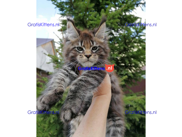 Schattige Maincoon-kittens