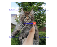 Schattige Maincoon-kittens