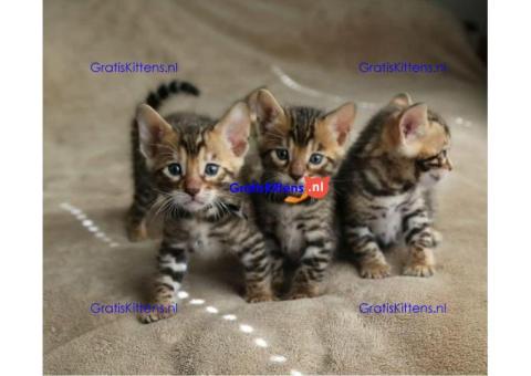 Schattig Bengaals kittens ter koop