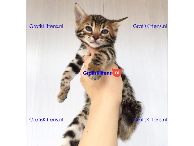 Schattig Bengaals kittens ter koop