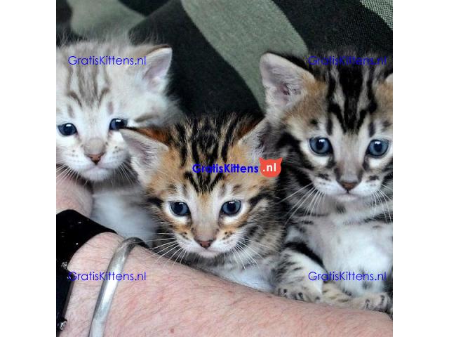 Schattig Bengaals kittens ter koop