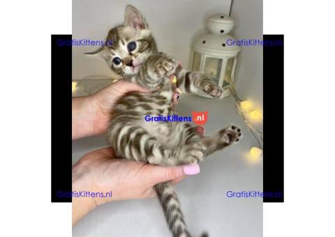 Anja schattige Bengaalse kittens te koop