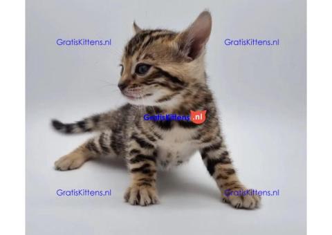 Mooie bengaalse katjes