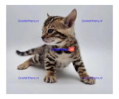 Mooie bengaalse katjes