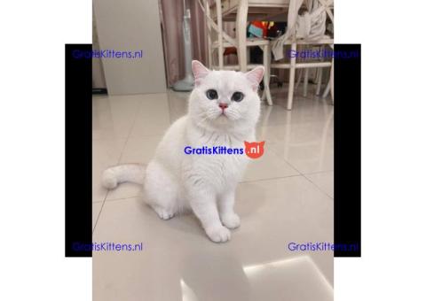 Schattige Perzische katjes