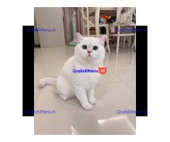 Schattige Perzische katjes