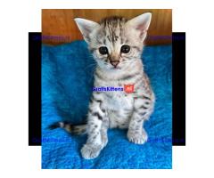 Prachtige Savannah-kittens