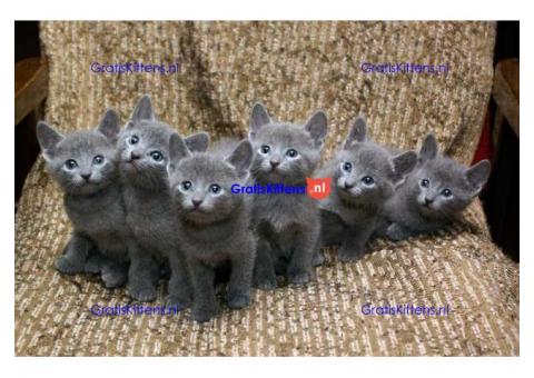 Blauwe Russische kittens voor beschikbaar