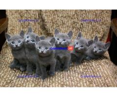 Blauwe Russische kittens voor beschikbaar