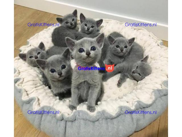 Blauwe Russische kittens voor beschikbaar