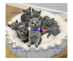 Blauwe Russische kittens voor beschikbaar
