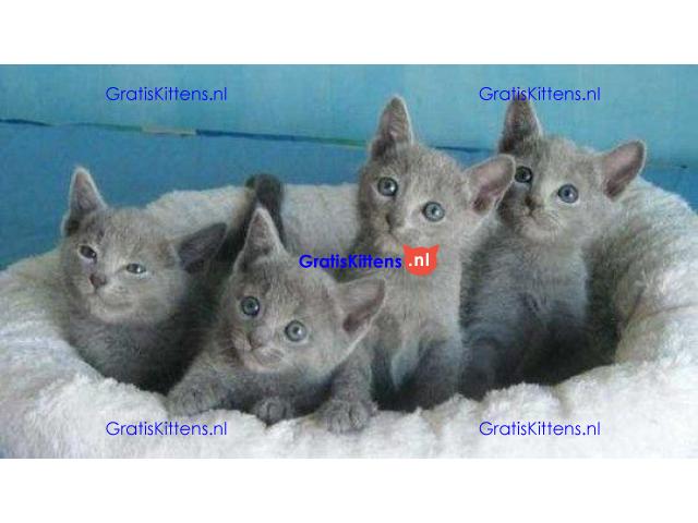 Blauwe Russische kittens voor beschikbaar