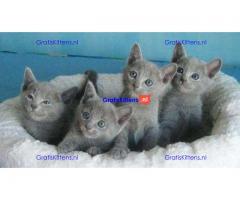 Blauwe Russische kittens voor beschikbaar