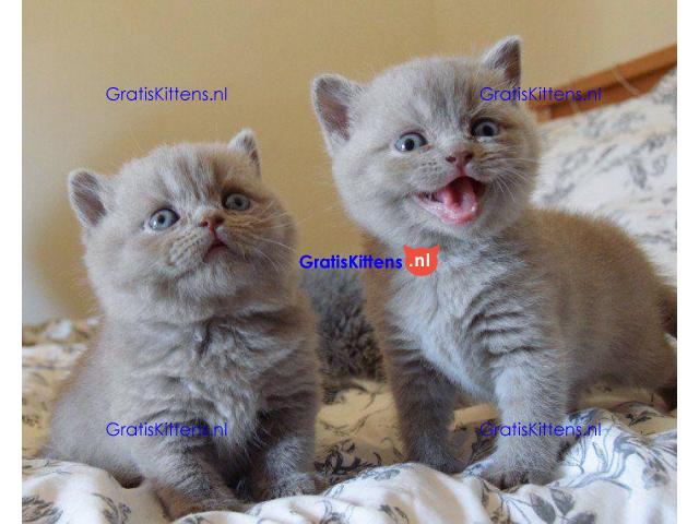 Schotse vouw kittens voor beschikbaar