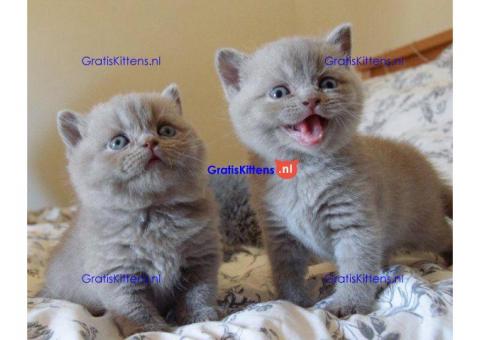 Schotse vouw kittens voor beschikbaar