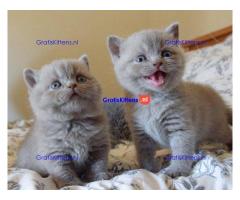 Schotse vouw kittens voor beschikbaar