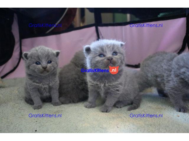 Schotse vouw kittens voor beschikbaar