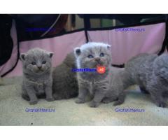 Schotse vouw kittens voor beschikbaar