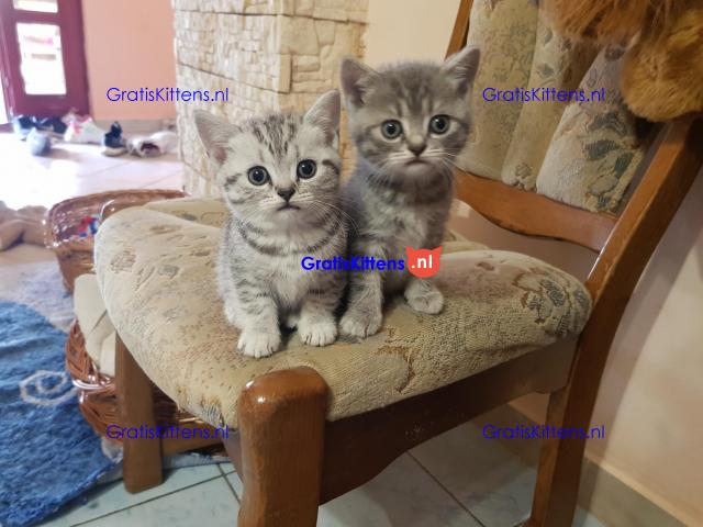 Brits korthaar kittens beschikbaar