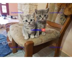 Brits korthaar kittens beschikbaar