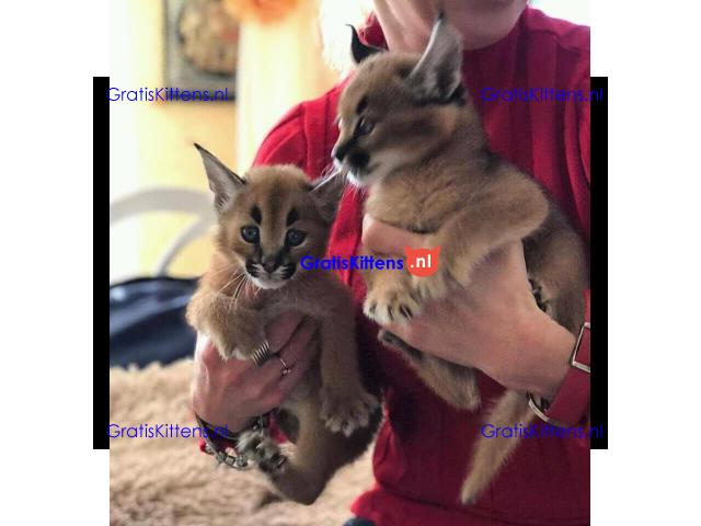 Serval kat, ocelot kat, caracal kat Voor beschikbaar