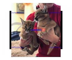 Serval kat, ocelot kat, caracal kat Voor beschikbaar